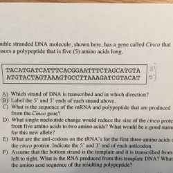 Rna dna structure diagram function microbiology tipi stranded molecule bonds transcription sintesi found evidence strand helix pairs complementary pairing strands