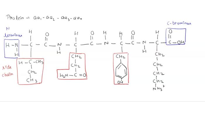 Rank the following peptides from most to least hydrophobic.