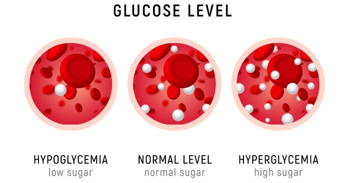 Diabetes or hypoglycemia occurs when blood glucose regulation fails